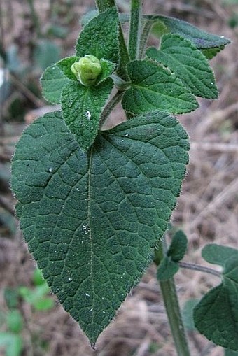 Salvia coccinea