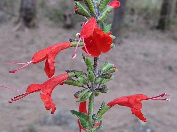 Salvia coccinea