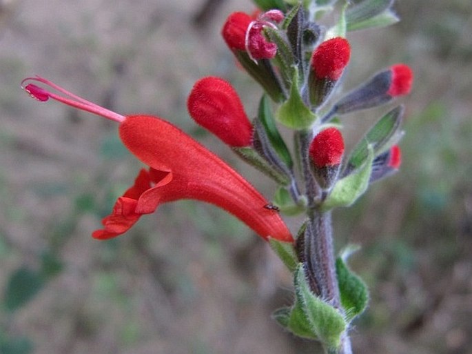 Salvia coccinea