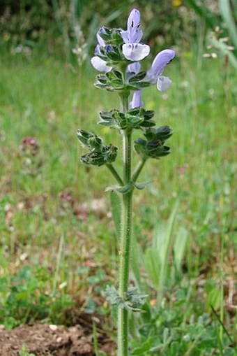 Salvia verbenaca