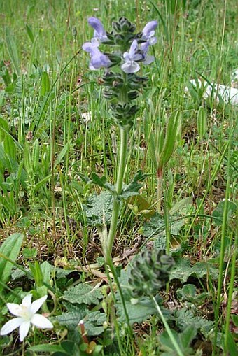 Salvia verbenaca