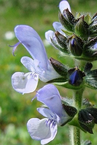 Salvia verbenaca