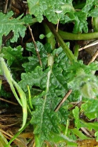 Salvia verbenaca