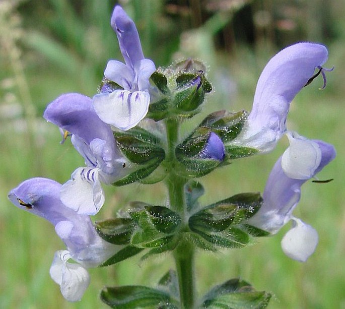 SALVIA VERBENACA L. - šalvěj sporýšová / šalvia železníkovitá