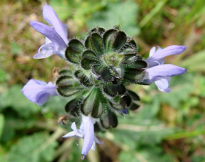 Salvia verbenaca