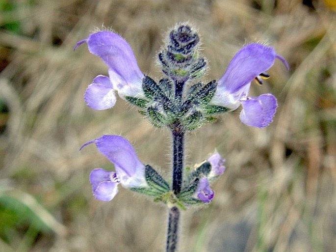 Salvia merjamie