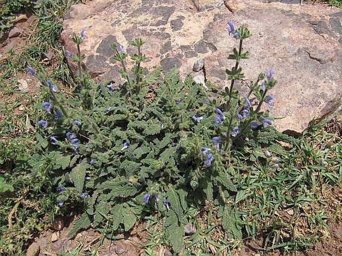 Salvia merjamie