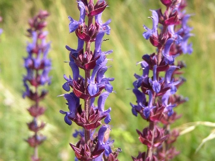 Salvia nemorosa