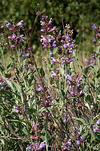 Salvia officinalis