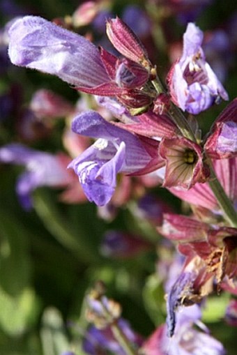 Salvia officinalis