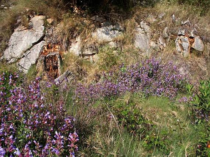 Salvia officinalis