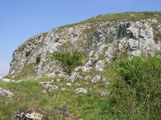 Salvia pratensis