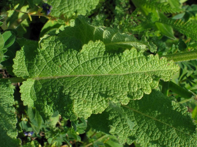 Salvia pratensis
