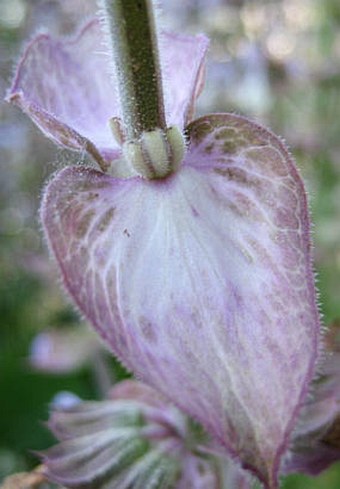 Salvia sclarea