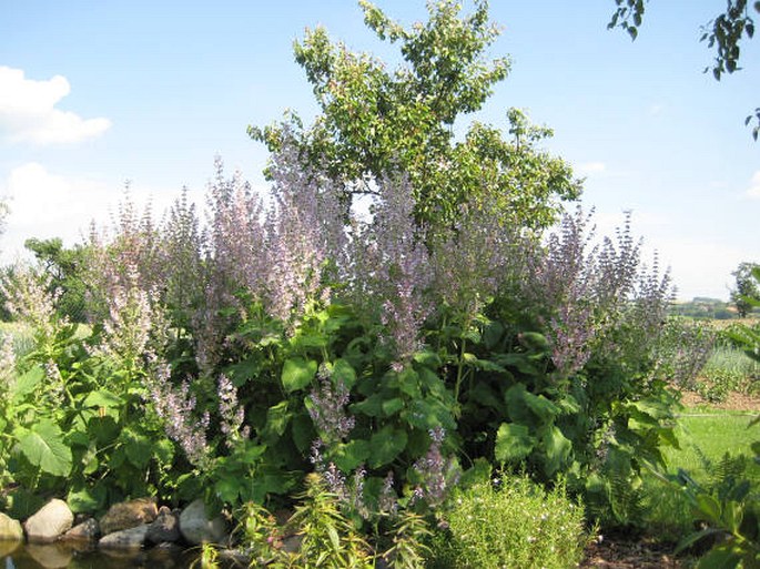 Salvia sclarea