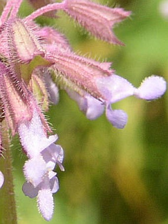 Salvia verticillata