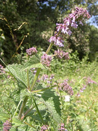 Salvia verticillata