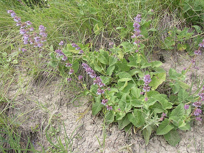 Salvia verticillata