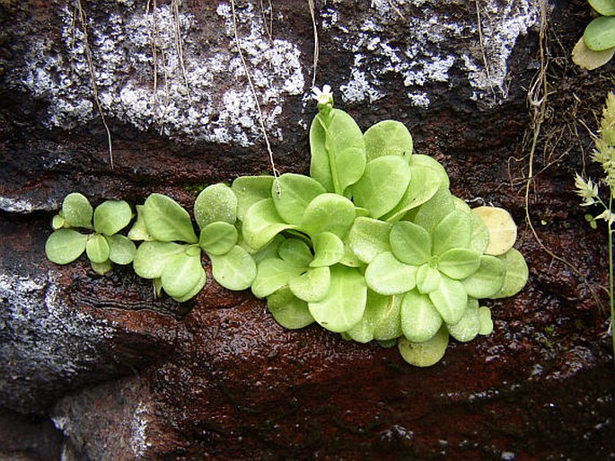 Samolus valerandi