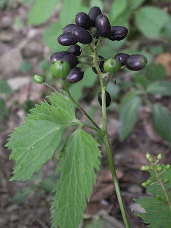 Actaea spicata