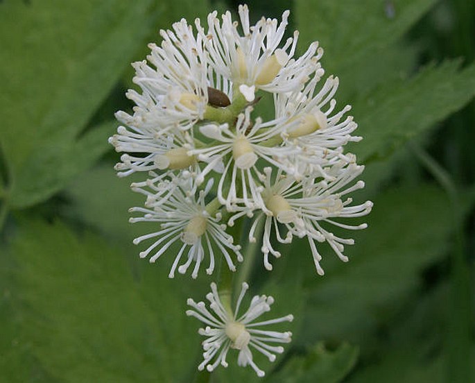 Actaea spicata