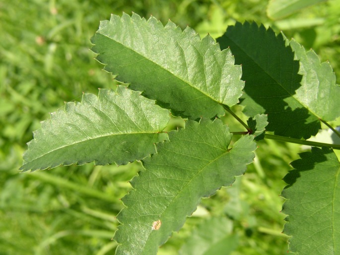 Sanguisorba officinalis