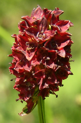 Sanguisorba officinalis