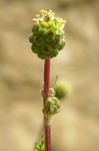 Sanguisorba minor