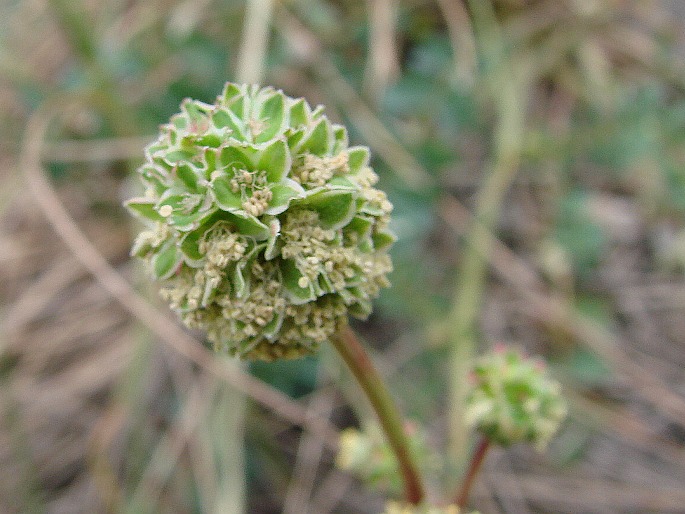 Sanguisorba minor