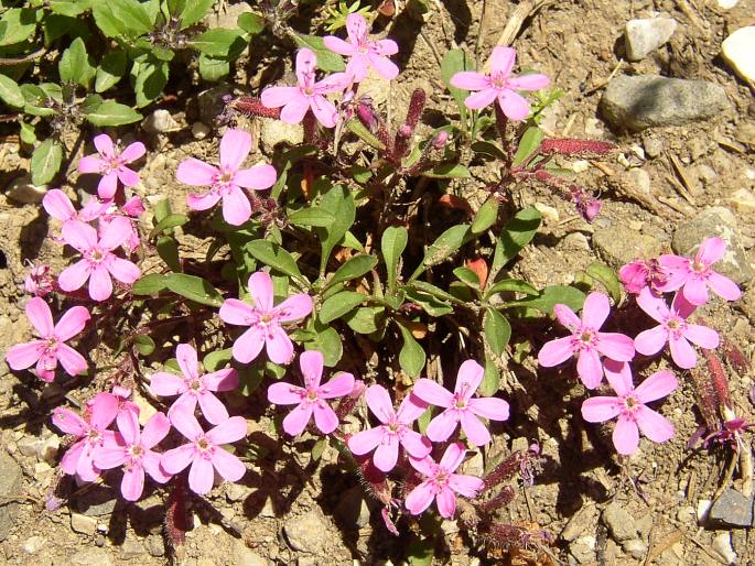 Saponaria ocymoides