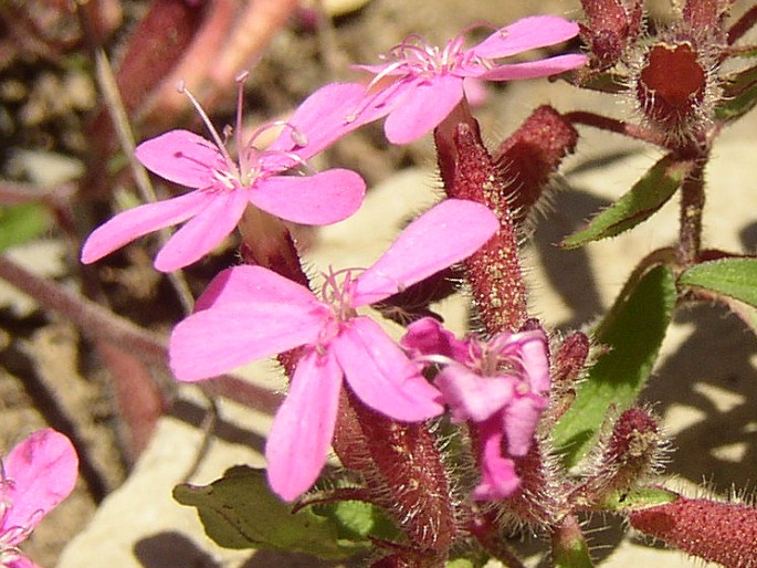 Saponaria ocymoides