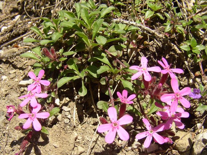 Saponaria ocymoides