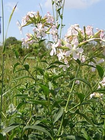 Saponaria officinalis