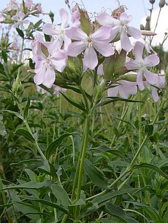 Saponaria officinalis