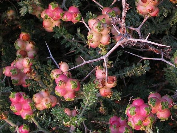 SARCOPOTERIUM SPINOSUM (L.) Spach