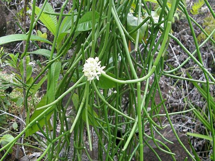 Sarcostemma viminale