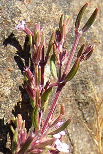 Micromeria varia subsp. thymoides