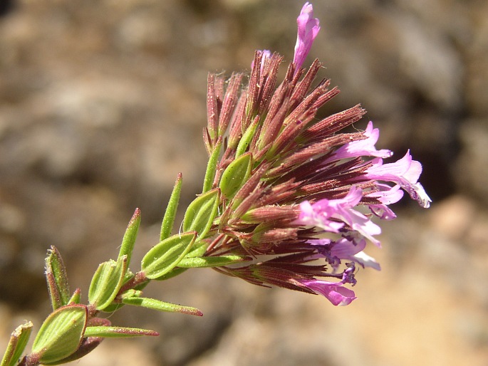 Micromeria helianthemifolia