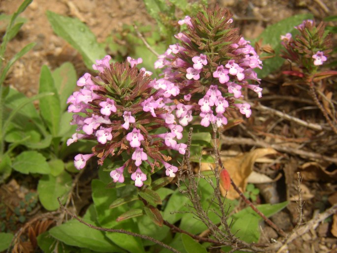 Micromeria helianthemifolia