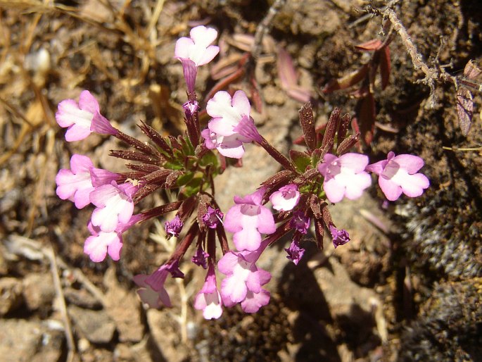 Micromeria helianthemifolia