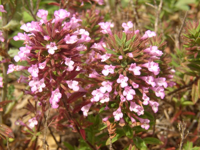 Micromeria helianthemifolia