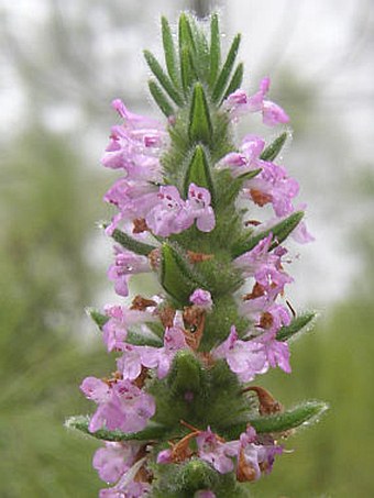 Micromeria pineolens