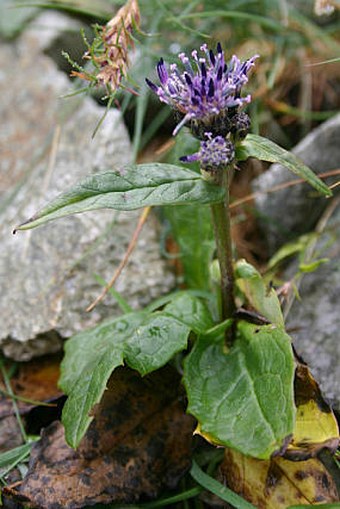 Saussurea alpina