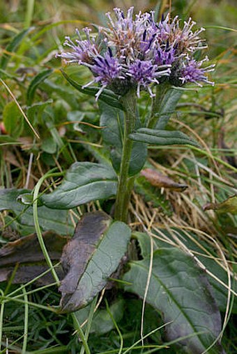 Saussurea alpina