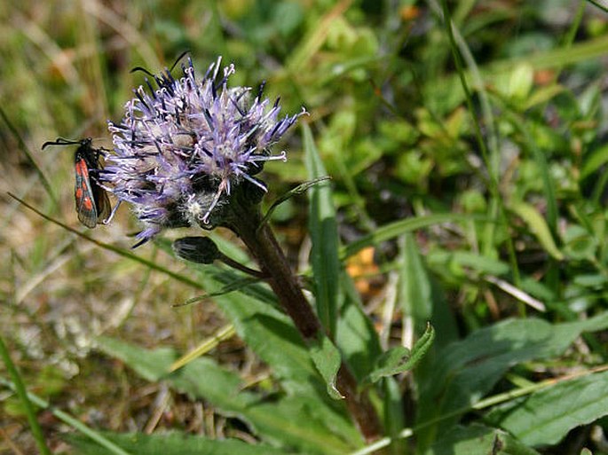 Saussurea alpina