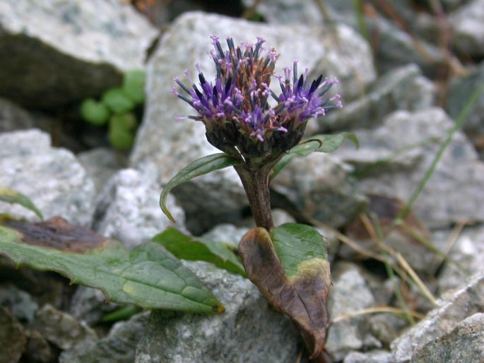 Saussurea alpina