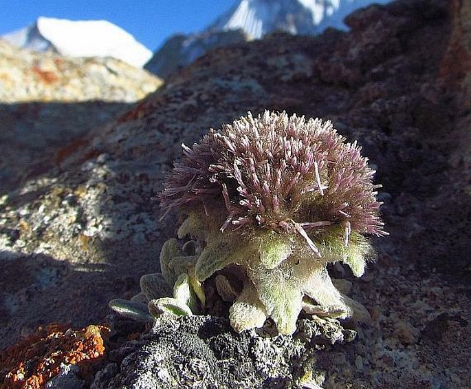 Saussurea gnaphalodes