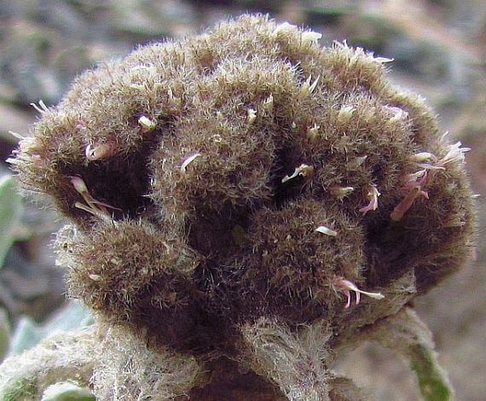 Saussurea gnaphalodes