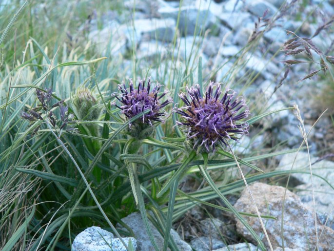 SAUSSUREA PYGMAEA (Jacq.) Spreng. – chrpovník nízký / pabodliak nízky