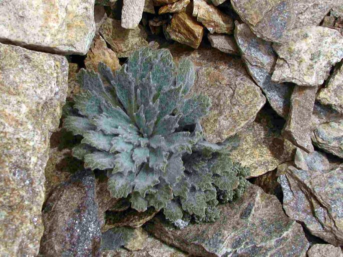 Saussurea medusa